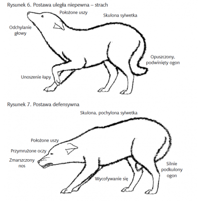 Zooterapia z elementami etologii